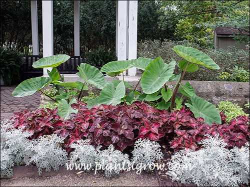 A nice planting in a shaded area. Growing with Coleus and Dusty Miller.